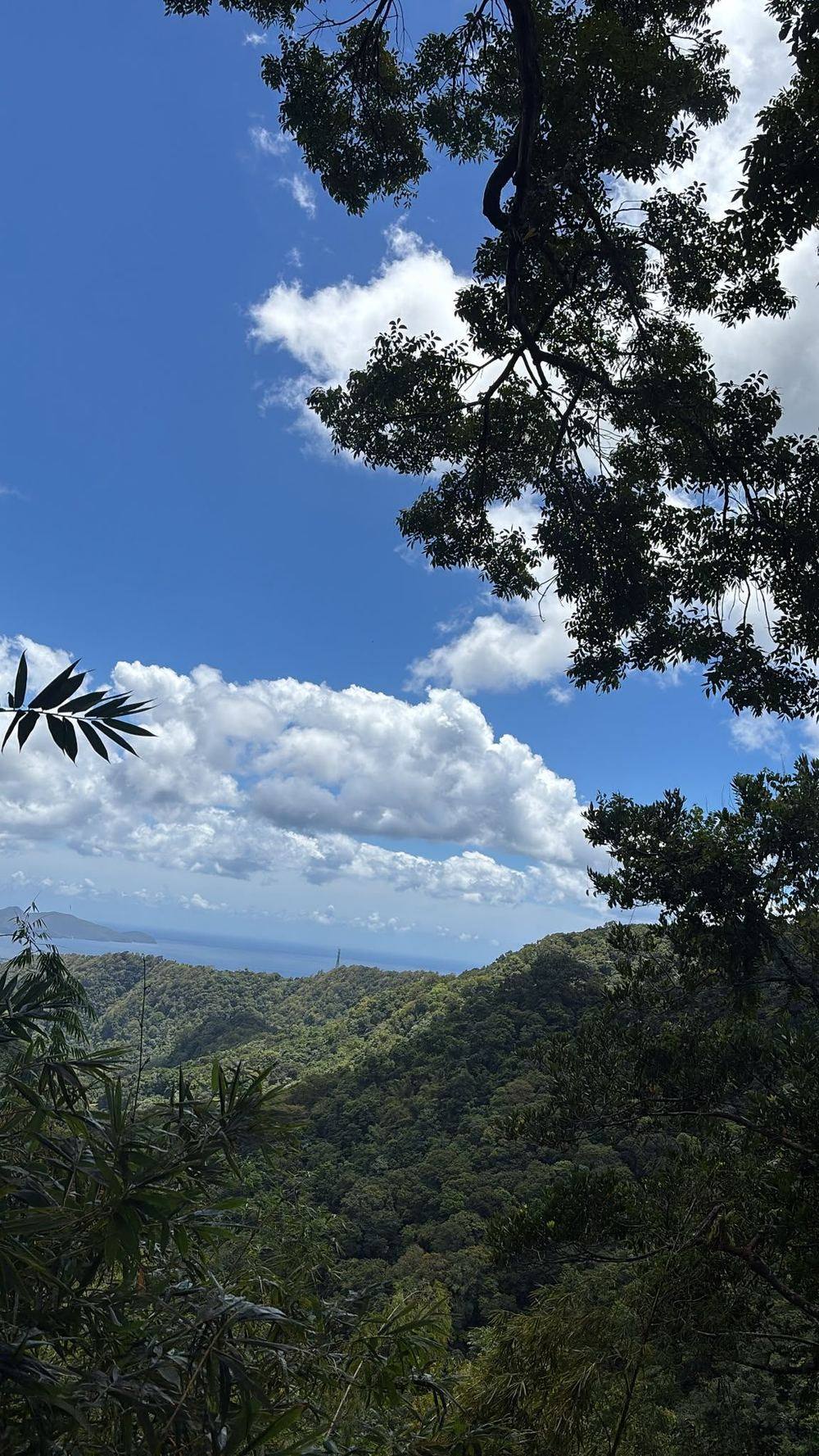 Traversée d'un pont suspendu en forêt tropicale
